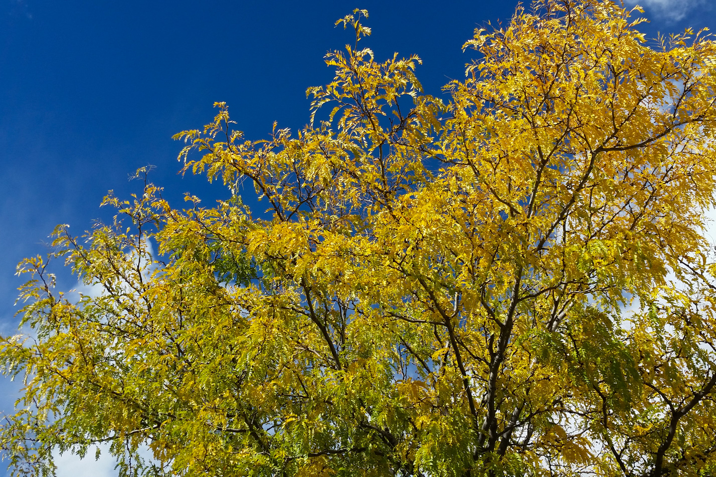 Thornless Honeylocust
